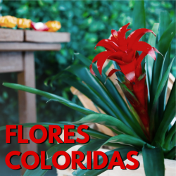 Flores Coloridas na Decor: Beleza e Personalidade